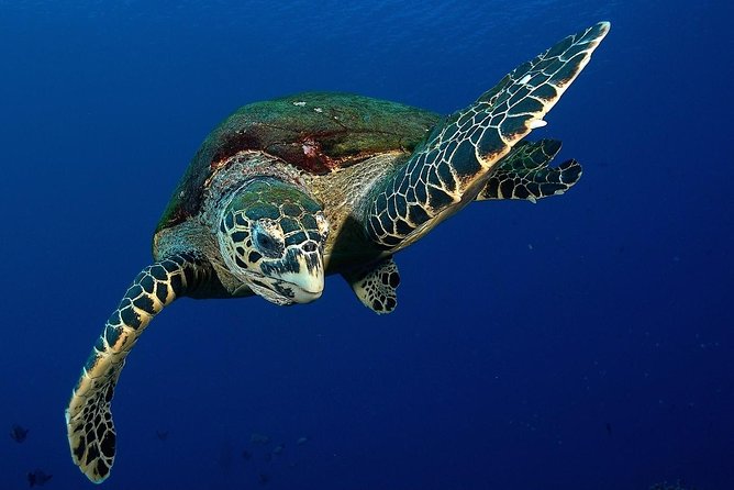 Small-Group Morning Snorkeling Tour to See Turtles  - Tahiti - Inclusions and Amenities