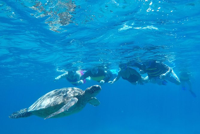 Snorkel & Swim With Turtles! Minutes From Waikiki - Service Quality Insights
