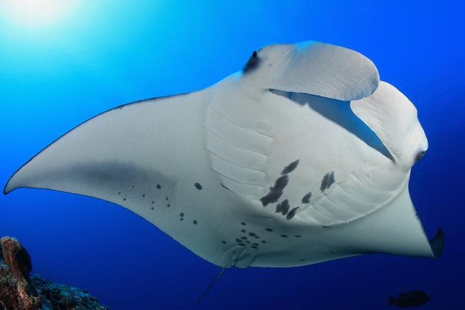 Snorkel With Manta Rays Guaranteed - Customer Experiences