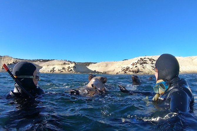 Snorkeling With Sea Lions by Madryn Buceo - Marine Wildlife Spotting