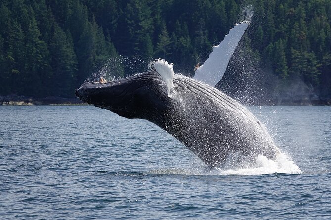 Spring Bear and Waterfall Tour - Photography Tips