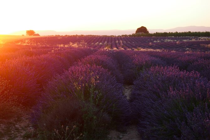 Sunset Lavender Tour From Aix-En-Provence - Sunset Views Experience