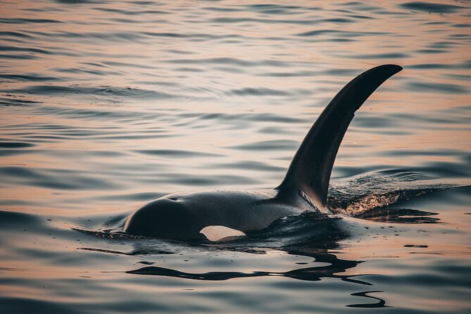 Sunset Whale Watching Adventure From Vancouver - Booking Information and Tips