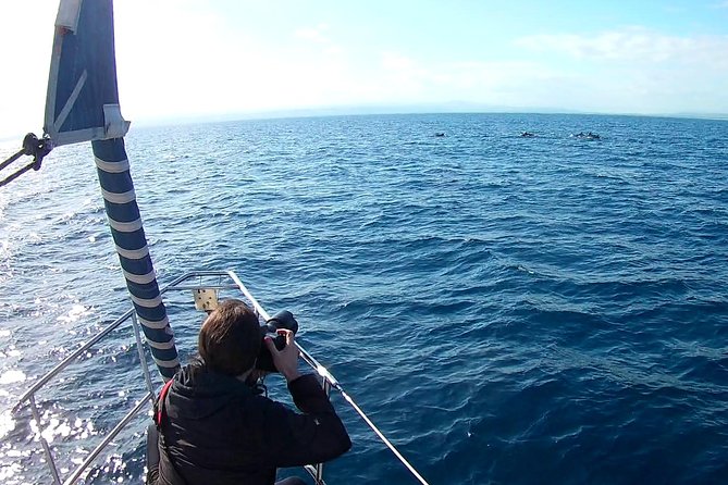 Sustainable Dolphin Watching Tour With Marine Biologist  - Sicily - Marine Biologist Expertise