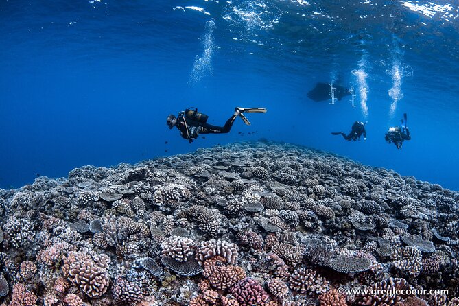 Tahiti 2-tank Certified Scuba Dive - Cancellation Details