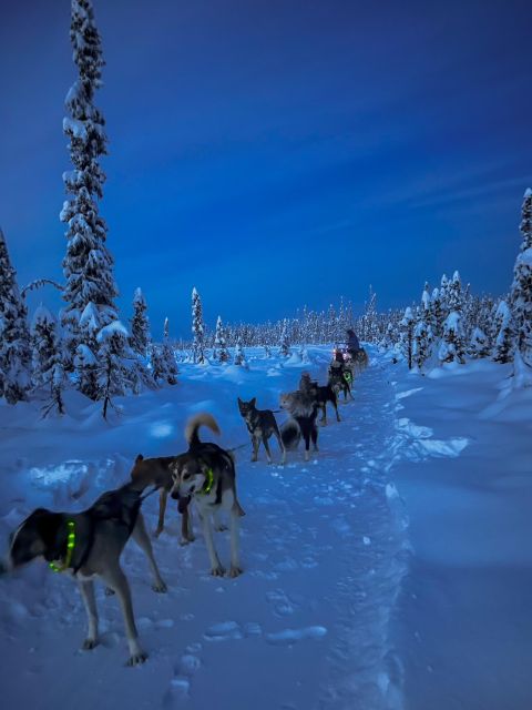 Talkeetna: Winter Dog Sled Tour Morning or Night Mush! - Inclusions and Restrictions