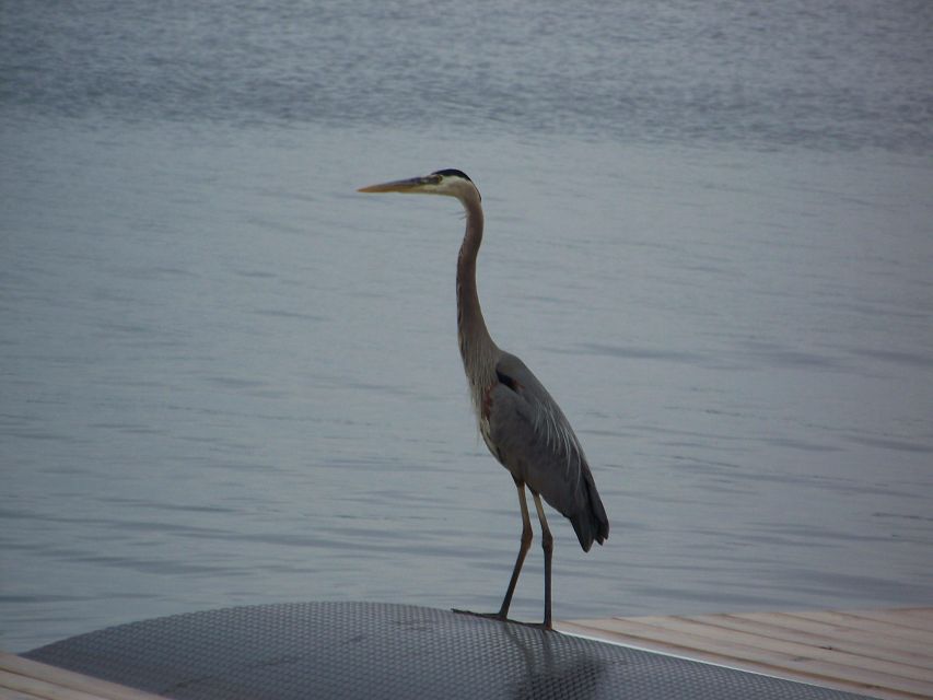 Thousand Islands: Sunset Cruise on St. Lawrence River - Activity Highlights