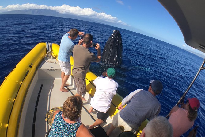 Ultimate 2 Hour Exclusive VIP Whale Watch Tour - Small-Group Whale Watching