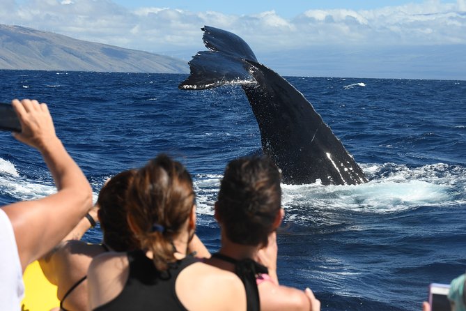 Ultimate 2 Hour Small Group Whale Watch Tour - Highlights of the Tour