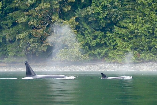 Vancouver Island Whales, Wildlife and Culture - Preparation and Participation