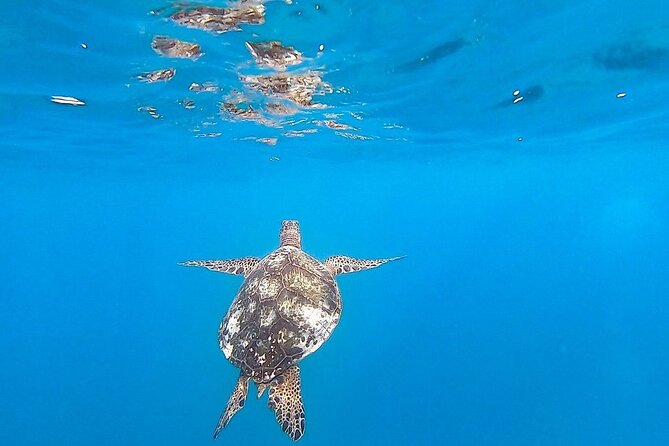 Waikiki Turtle Snorkel Adventure With Manakai Catamaran - Booking Information and Process