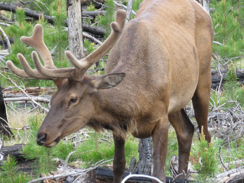 West Yellowstone: Yellowstone Day Tour Including Entry Fee - Booking Information