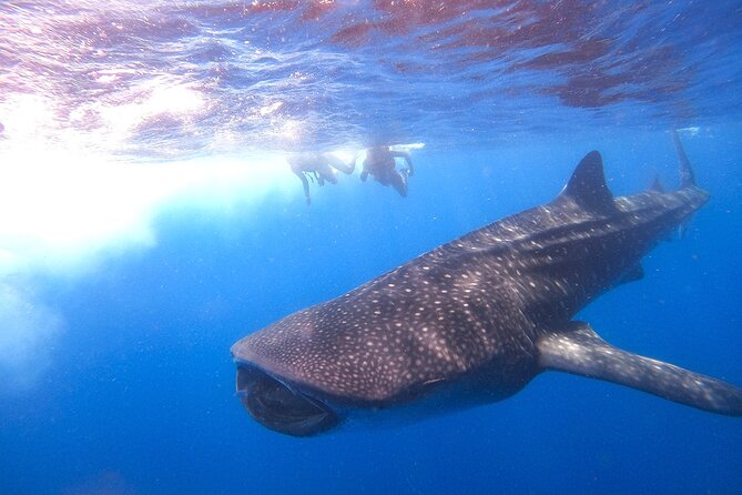 Whale Shark and Snorkeling Adventure From Isla Holbox - Important Details