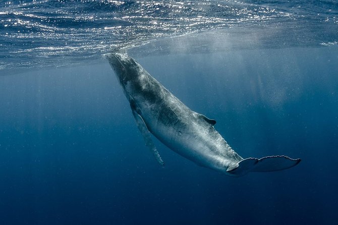 Whale Watching Bora Bora - Tour Experience