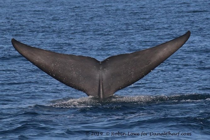 Whale Watching Excursion in Dana Point - Tour Policies