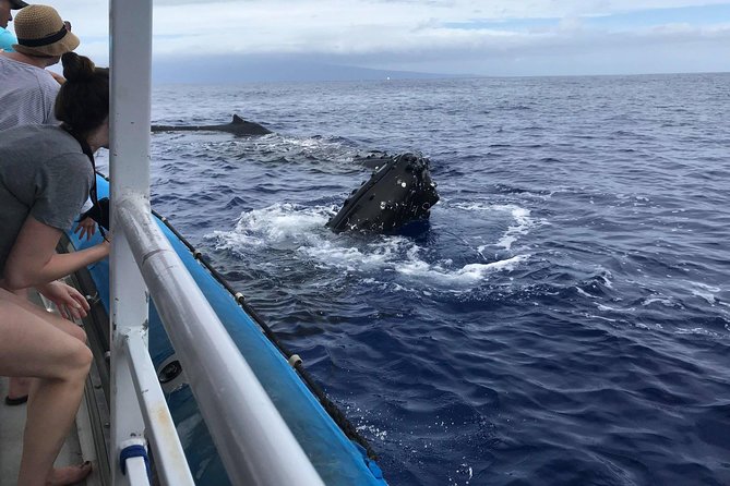 Whale Watching From Maalaea Harbor - Customer Reviews and Ratings