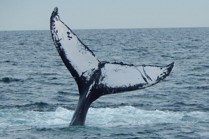 Whale Watching Tour in Gloucester - Booking and Logistics