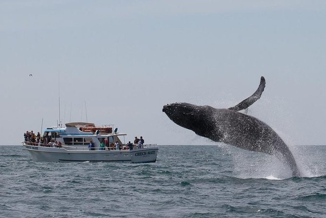 Whale Watching Tour - Booking Information and Policies