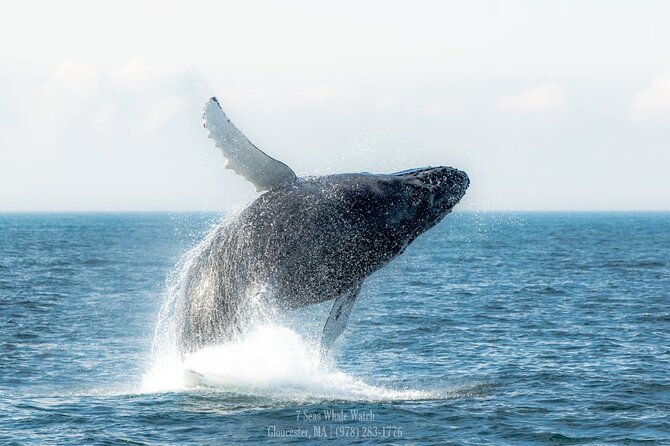 Whale Watching Trips to Stellwagen Bank Marine Sanctuary. Guaranteed Sightings! - Cancellation Policy and Refunds