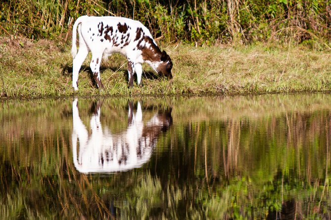 Wild Florida Drive-Thru Safari and Gator Park Admission - Gator Park Admission Details