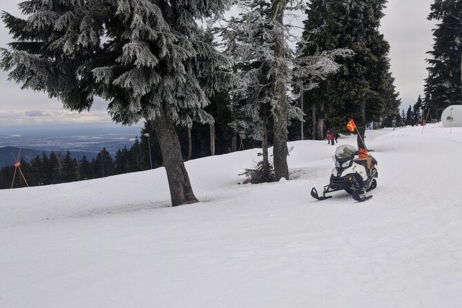 Winter Fun at North Shore Mountains- Grouse, Seymour & Cypress - Winter Wildlife Encounters