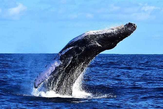 Zodiac Whale Watching Adventure - Incl FREE Photos & Whale Sightings Guarantee - Flexible Cancellation Policy