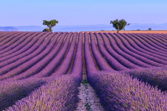 4-Hour Lavender Fields Tour in Valensole From Aix-En-Provence - Key Points