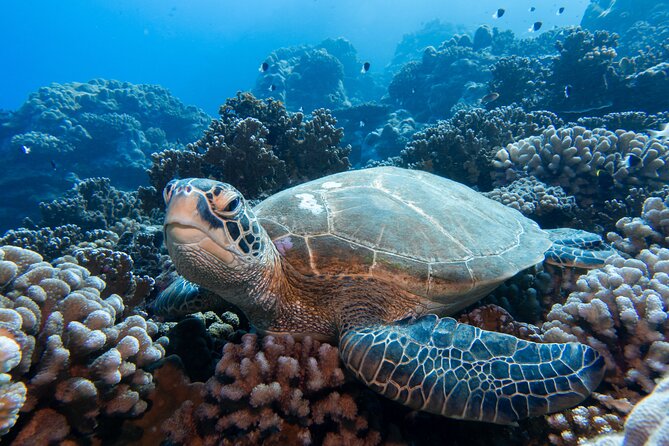 1 DIve in the Afternoon for Certified DIvers in Bora Bora - Directions