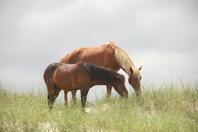 2-hour Outer Banks Wild Horse Tour by 4WD Truck - Island History and Ecology