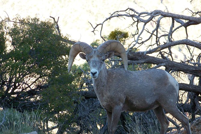 3 Hour Back-Road Safari to Grand Canyon With Entrance Gate By-Pass at 9:30 Am - Common questions