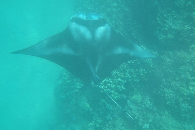 4-hour Kailua-Kona Ocean Kayak and Snorkel Tour - Additional Info