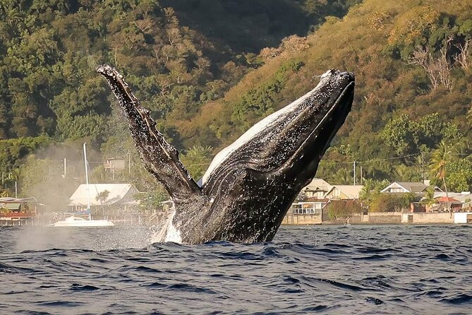 4 Hours of Humpback Whale Watching in Tahiti - Cancellation Policy and Pricing Details