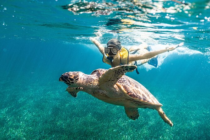 5-In-1 Cancun Snorkeling Tour:Swim With Turtles, Reef, Musa,Shipwreck and Cenote - Highlights and Recommendations