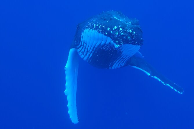 5h Respectful Whale Excursion Complete - Safety Measures and Environmental Conservation