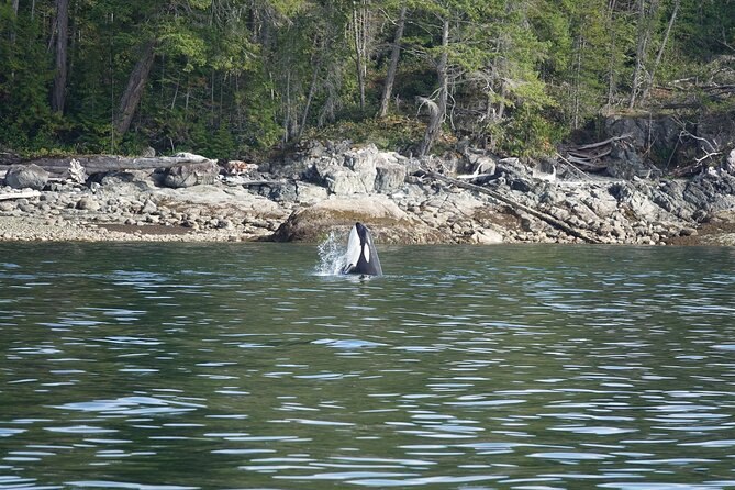 6 Hour Zodiac Whale Watching Tour - Cancellation Policy