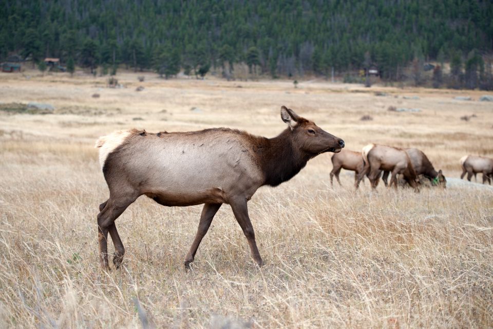 7-Day Yellowstone National Park Rocky Mountain Explorer - Geothermal Wonders