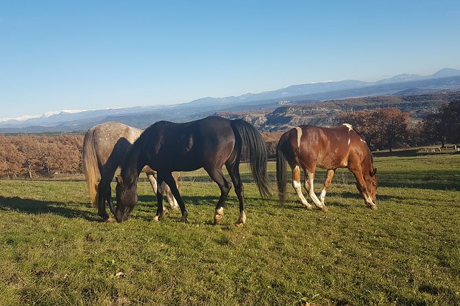 A Small-Group, Guided Haute-Provence Horseback Tour  - Moustiers-Sainte-Marie - Reviews and Pricing