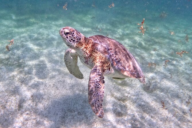 Akumal; Snorkeling and Photos With Turtles - Cancellation Policy and Reviews