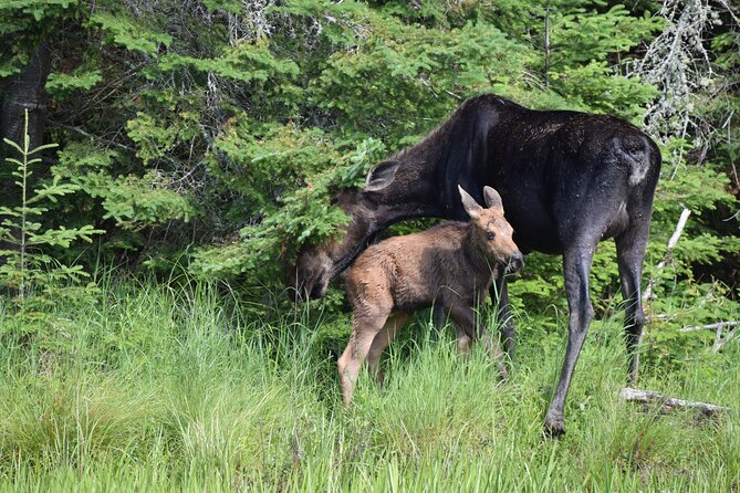 Algonquin Park Luxury 3-Day Camping & Canoeing: Moose/Beaver/Turtle Adventure - Customer Reviews