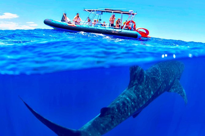 Alii VIP Whale Tour - Cancellation Policy