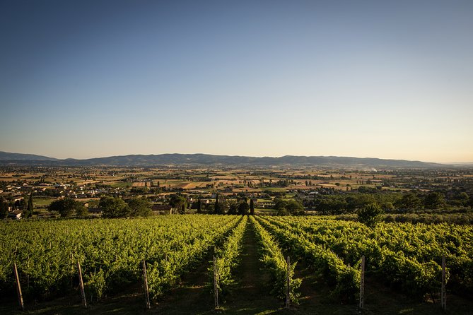 Assisi Panoramic Outdoor Wine Tasting - Booking Details