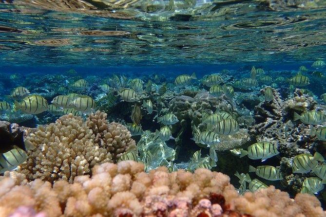 Bora Bora Lagoon Snorkeling Tour by Private Boat - Additional Information and Requirements