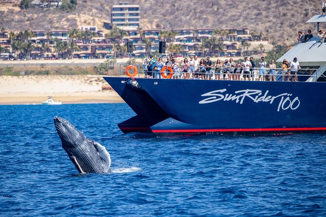 Cabo San Lucas Whale Watching Lunch Cruise - Weather and Cancellation Policies