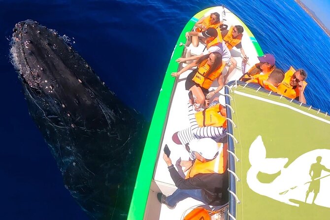 Cabo San Lucas Whale Watching Tour With Photos Included - Highlights and Experiences