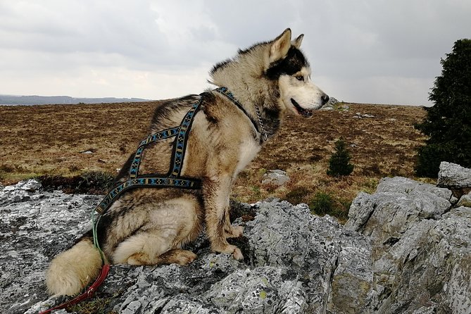 Cani Rando, Fun and Original Hiking, Pulled by Huskies - Tips for Capturing Memorable Moments