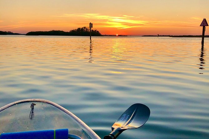 Clear Kayak Tour of Shell Key Preserve and Tampa Bay Area - Memorable Wildlife Sightings