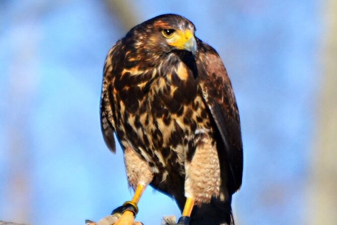 Colorado Springs Hands-On Falconry Class and Demonstration - Experience Highlights