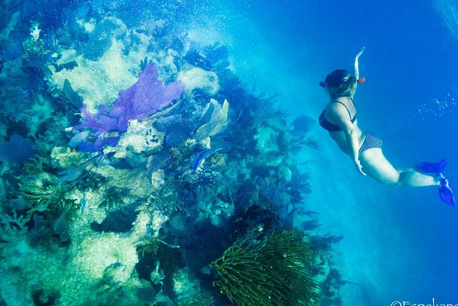 Costa Maya Shallow Reef Snorkeling Tour - Final Words