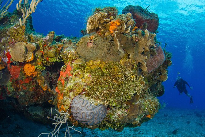 Cozumel 3-Hour Certified Scuba Diving Tour With Two Tanks - Dive Experiences and Options