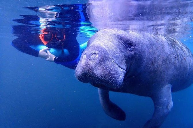 Crystal River Guided Swim With the Manatees - Weather and Tour Operation Info